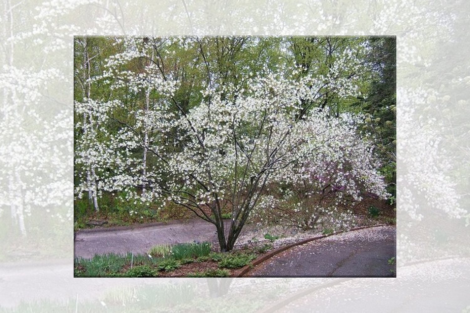 Serviceberry - Plantings - Hydroseeding - Suffolk Hydroseeding.com 